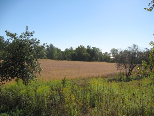 Property photo 73 - 80 Acres Offered in 4 Tracts - Horse Farm